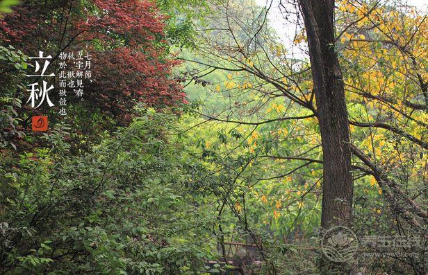 立秋節氣飲食 宜清肺忌生冷