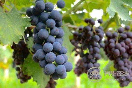 立秋后喝什么湯好?立秋養生湯有哪些?