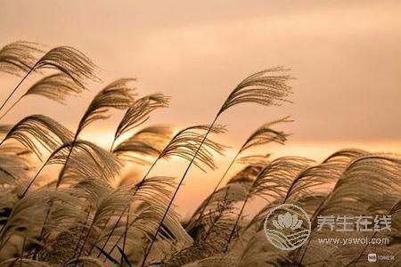 立秋養生禁忌有哪些?立秋吃什么不能吃什么?-易網健康養生網 立秋養生禁忌有哪些?立秋吃什么不能吃什么?