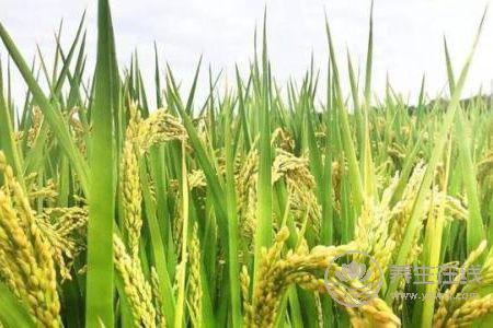 立秋吃什么養生?立秋養生食物有哪些?