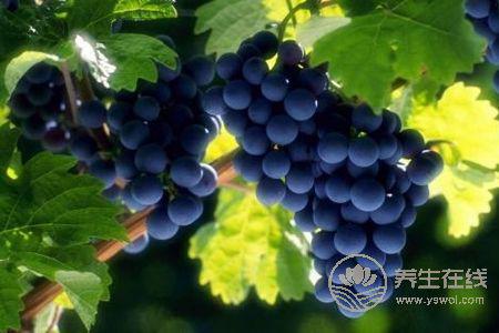 秋分習俗要吃什么?秋分禁忌吃什么?