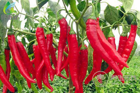 秋季手腳冰涼適合吃什么好呢?秋季手腳冰涼的原因有哪些?