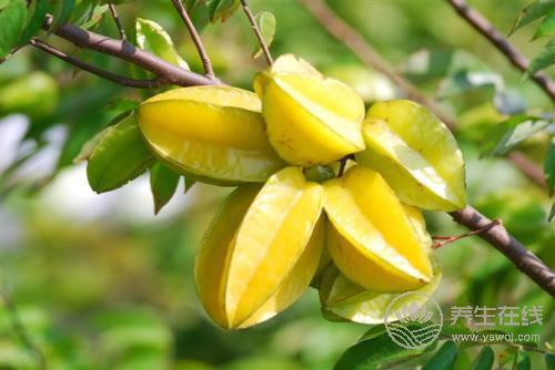 秋季下火茶有哪些?秋季吃什么食物下火？