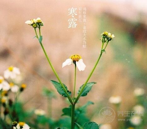 寒露養生 滋陰潤肺去秋燥