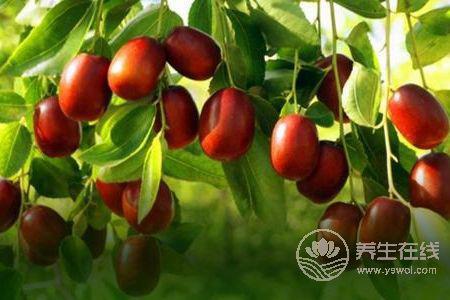 寒露有那些水果成熟?寒露節氣的食療食譜有哪些?