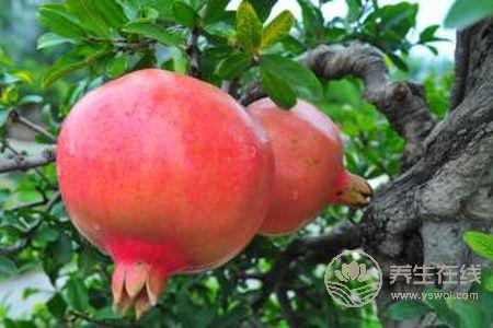 寒露有那些水果成熟?寒露節氣的食療食譜有哪些?