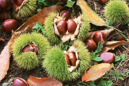 霜降養生吃板栗好嗎?霜降吃板栗的功效是什么?