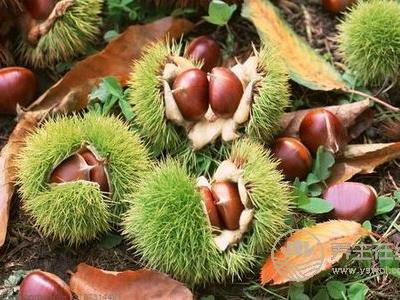霜降養生吃板栗好嗎?霜降吃板栗的功效是什么?