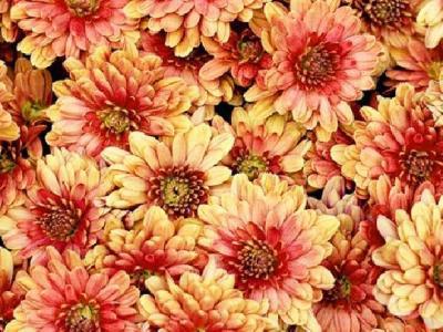 吃什么藥養胃不傷胃? 5種藥材養胃效果非常好