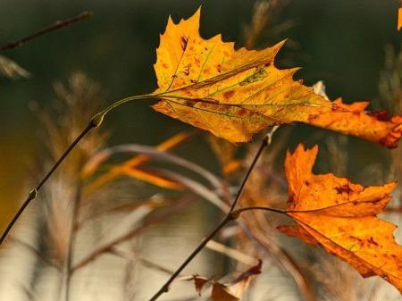 <a href=http://www.logojc.com/tags-秋季養(yǎng)生.html target=_blank class=infotextkey>秋季養(yǎng)生</a>指南：霜降養(yǎng)生 重在避寒