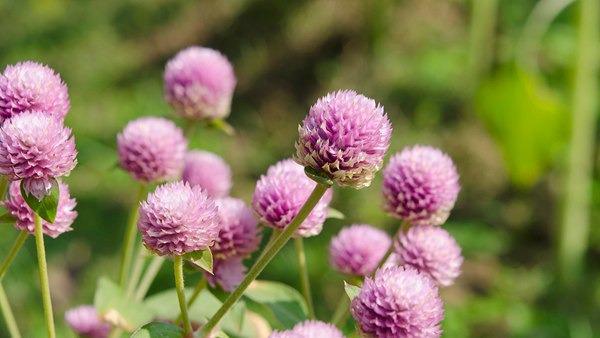 今日白露  秋天要來(lái)了