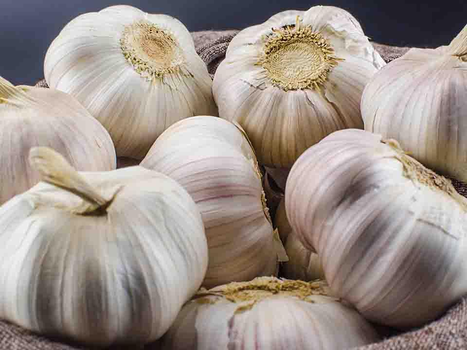 生姜能預防腸道疾病么