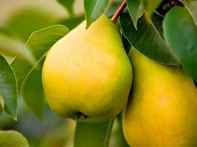 冬天吃養生水果 去火去燥抗氧化