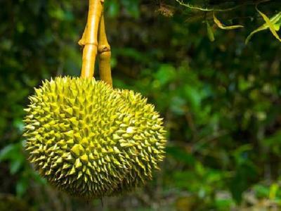 春季養生吃什么食物好? 春季養生護肝看這三菜譜