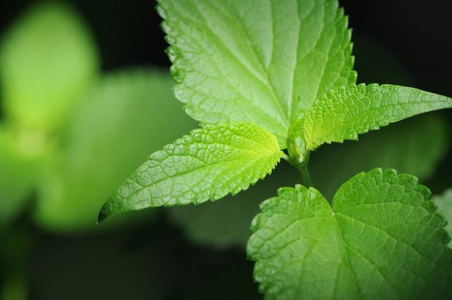 藿香正氣水的功效是什么，有哪些使用禁忌