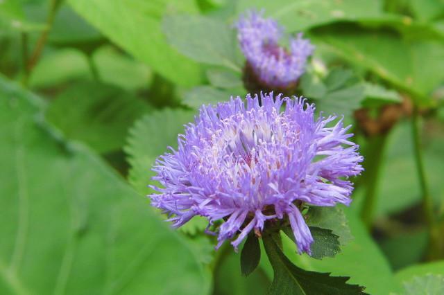 藿香正氣水的功效是什么，有哪些使用禁忌