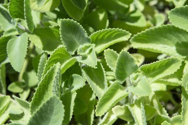 藿香正氣水的功效是什么，有哪些使用禁忌