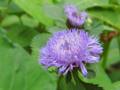 飲用藥酒中毒，原因就在雪上一支蒿