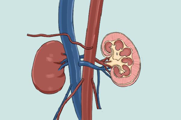 冬季怎么養腎補腎