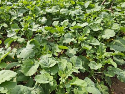 春分吃什么美食