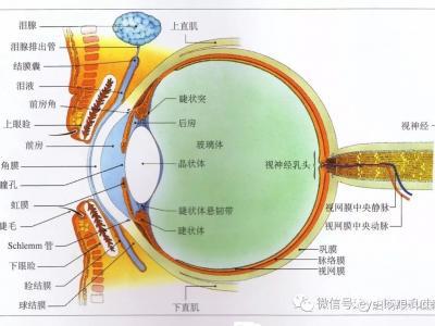 一步步發(fā)展成為高度近視的原因？您知道嗎？