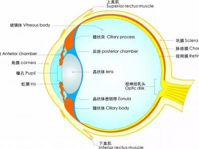 視力越來越差？關(guān)于護眼防近視的六大誤區(qū)，你中招了么？