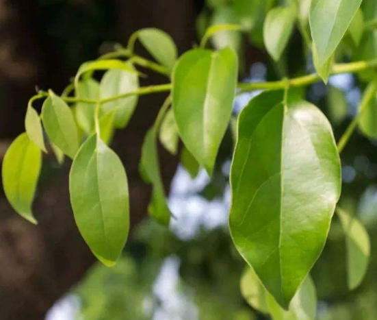 樟樹葉的功效與作用及禁忌_副作用及食用方法