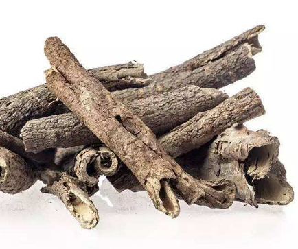 五加皮的功效與作用及禁忌_副作用及食用方法-易網健康<a href=http://www.logojc.com/jkys/ target=_blank class=infotextkey>養生</a>網 五加皮的功效與作用及禁忌_副作用及食用方法