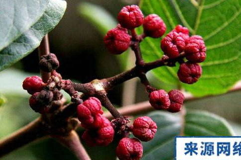 五除葉的功效與作用及禁忌