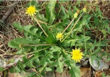 婆婆丁曬干泡水的功效-易網<a href=http://www.logojc.com/ target=_blank class=infotextkey>健康養生</a>網 婆婆丁曬干泡水的功效