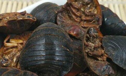 吃土鱉蟲要禁忌什么