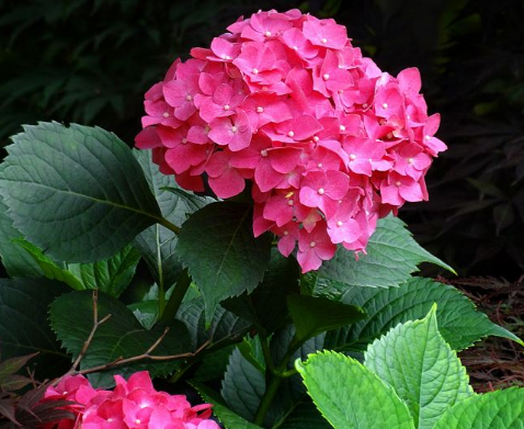 八仙花的功效與作用及禁忌_食用方法-易網健康<a href=http://www.logojc.com/jkys/ target=_blank class=infotextkey>養生</a>網 八仙花的功效與作用及禁忌_食用方法