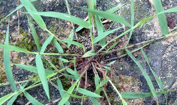 畫眉草的功效與作用