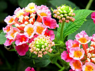 五色梅花的功效與作用及禁忌_副作用及食用方法