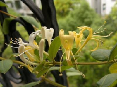 金銀花一般泡幾根好(金銀花泡水的正確方法)