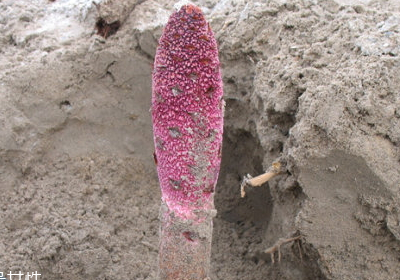 鎖陽什么樣的人不能吃（鎖陽危害）