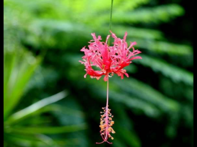 吊燈花的功效與作用及禁忌