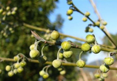 木姜子的功效與作用