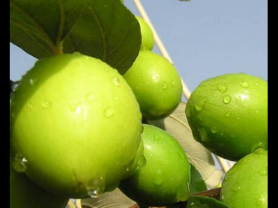 青棗的功效與作用禁忌