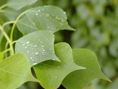 烏桕葉的功效與作用及禁忌