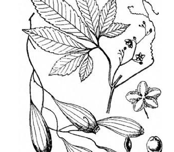 伴蛇蓮的功效與作用及禁忌_食用方法