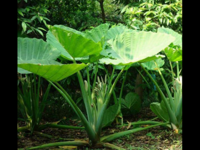 海芋的功效與作用及禁忌