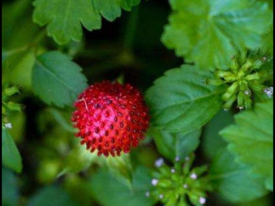 蛇莓的功效與作用