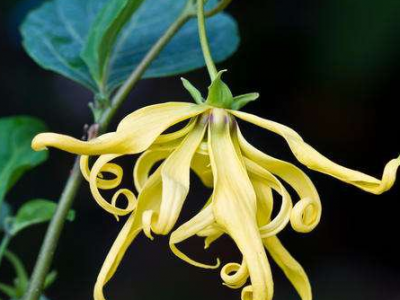 依蘭花的功效與禁忌（依蘭花能催情嗎）