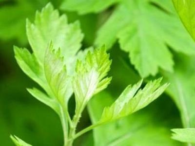 艾草怎么用才治宮寒