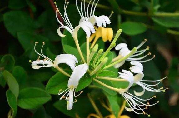 金銀花麥冬泡水喝的功效