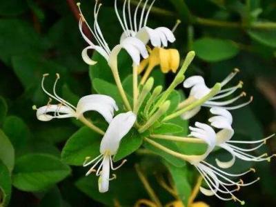 金銀花麥冬泡水喝的作用