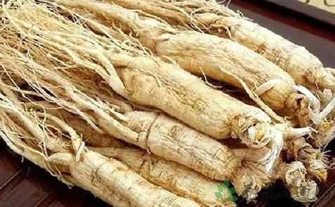 10斤白酒泡多少人參