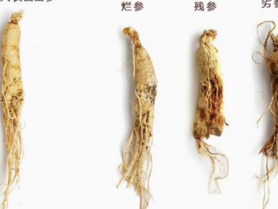 山參枸杞子泡酒壯陽嗎