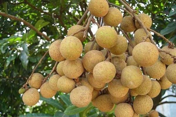 吃桂圓有什么好處和壞處